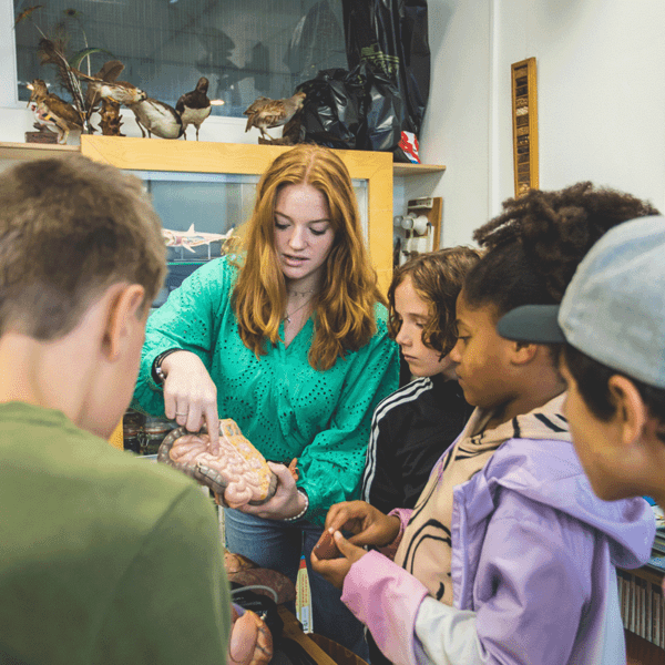 Minor Werken in het basisonderwijs